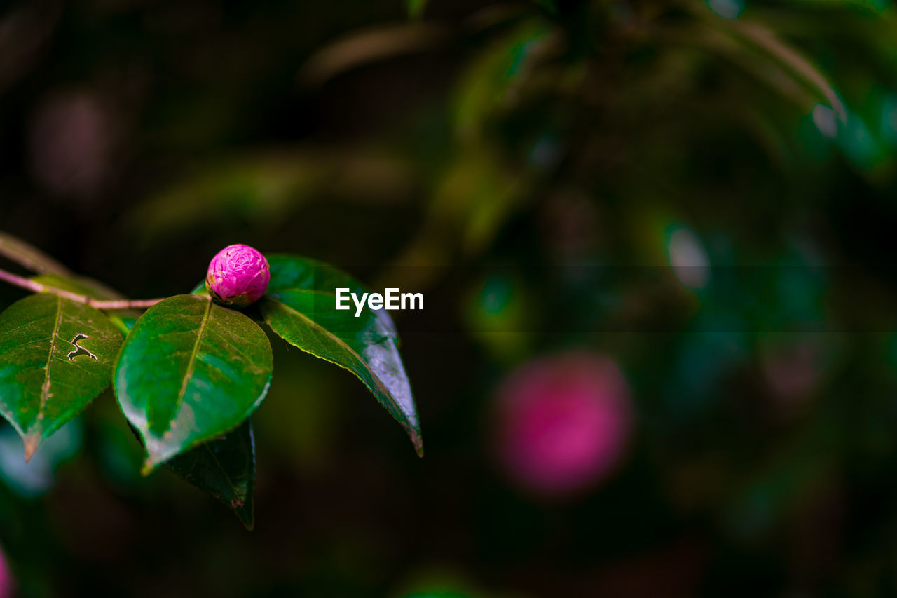 CLOSE-UP OF PINK LEAVES ON PLANT