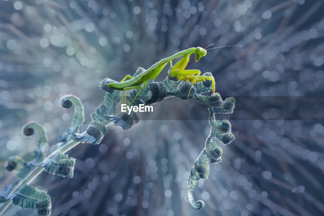 CLOSE-UP OF LEAF ON A WATER