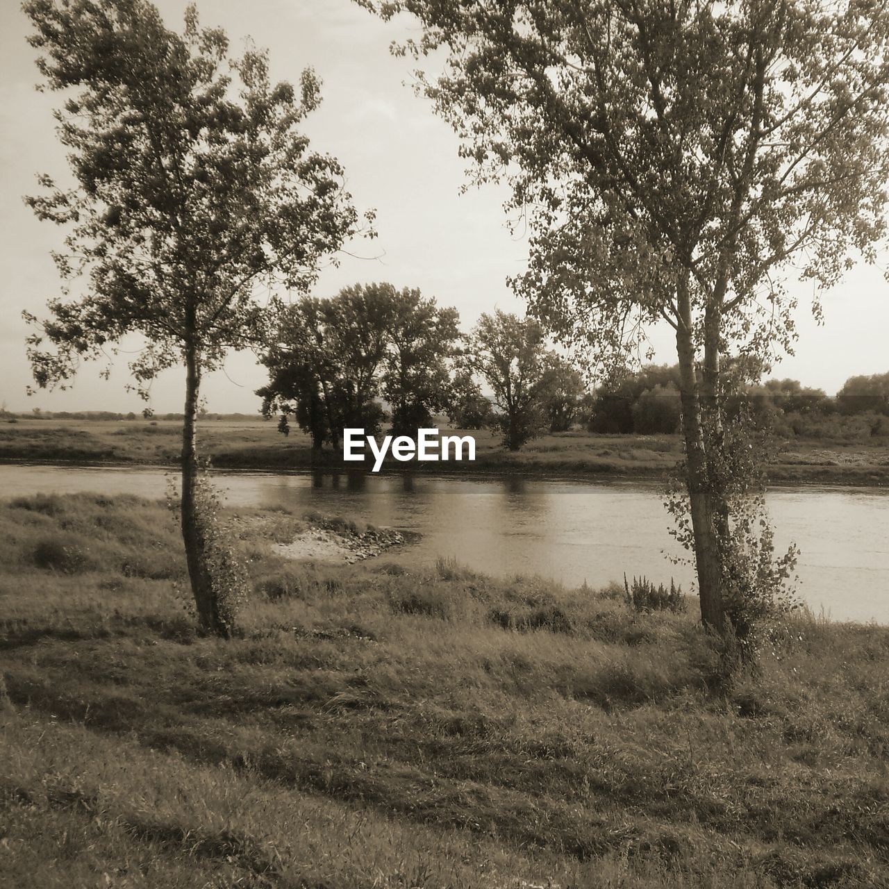 VIEW OF TREES ON LAKESHORE