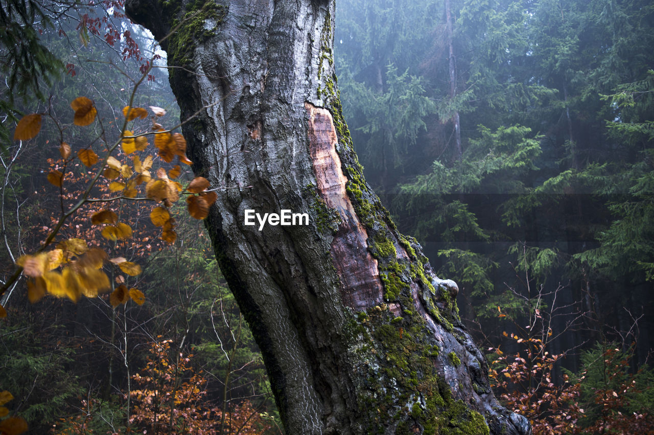 Tree trunk amidst plants in forest