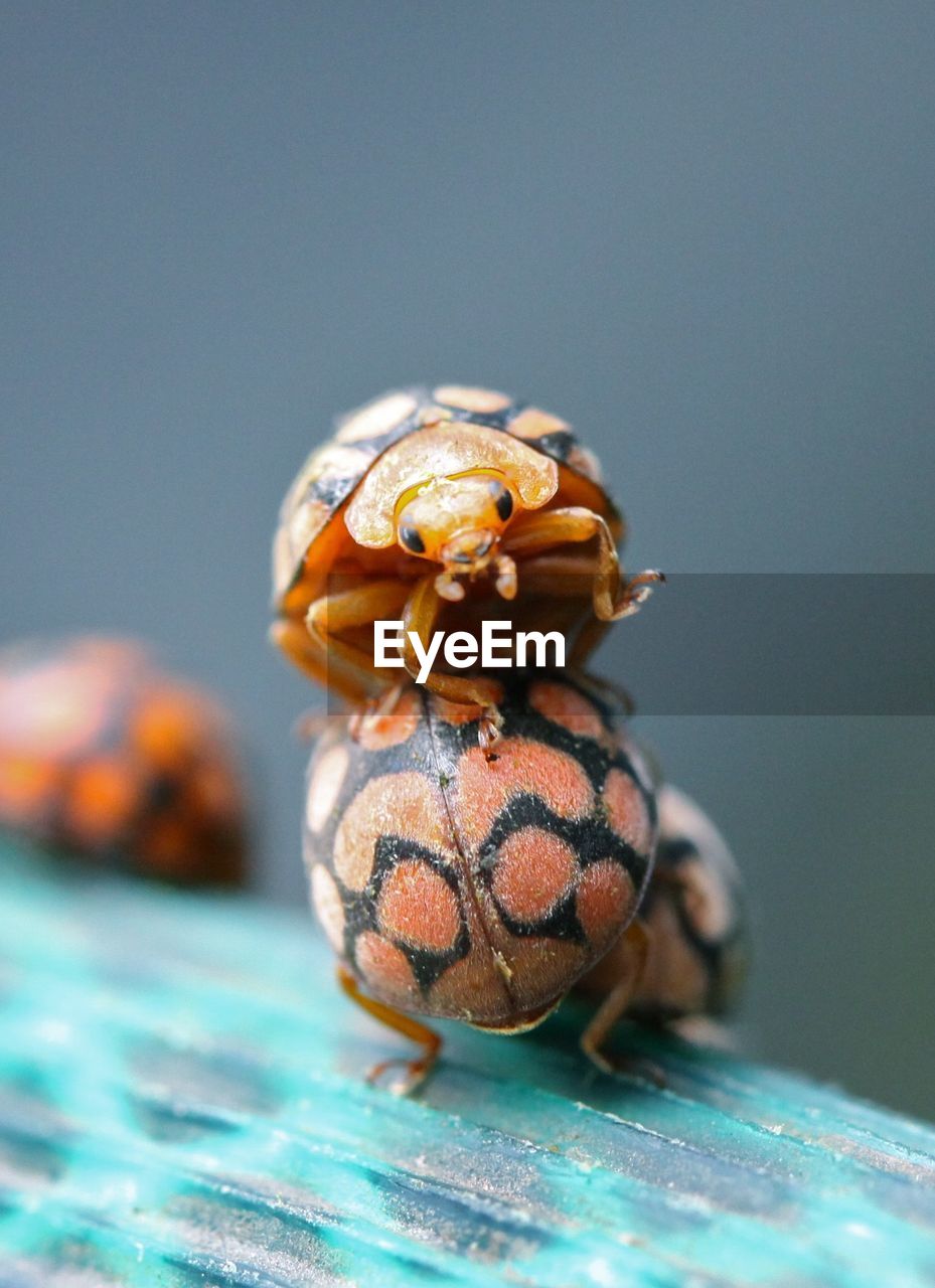 Close-up of ladybugs on leaf