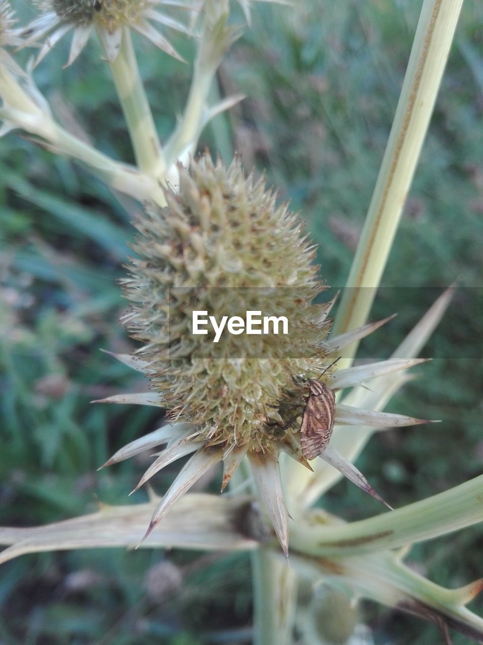 CLOSE-UP OF THISTLE ON PLANT