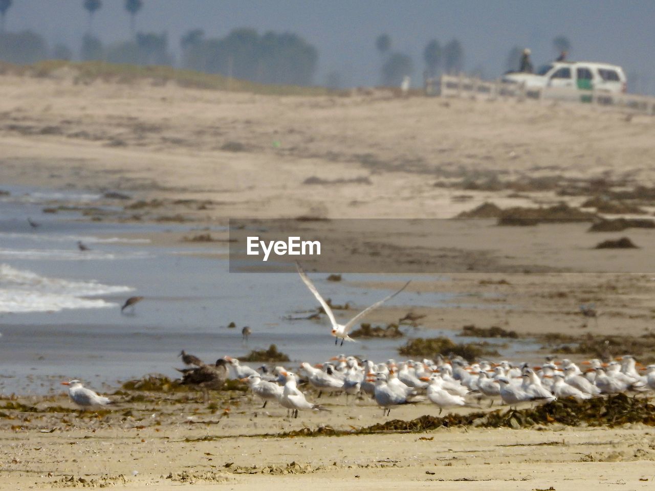 SEAGULLS FLYING OVER BEACH