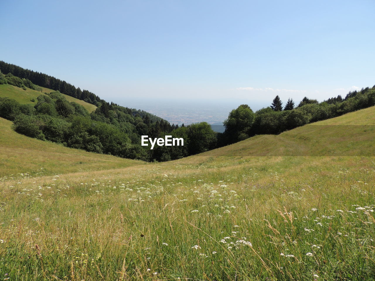 plant, environment, landscape, sky, grassland, land, hill, meadow, grass, natural environment, nature, scenics - nature, beauty in nature, pasture, tranquility, wilderness, no people, tree, ridge, green, non-urban scene, plateau, clear sky, tranquil scene, field, rural area, prairie, plain, mountain range, outdoors, travel, travel destinations, highland, summer, blue, rural scene, forest, day, tourism, idyllic, steppe, sunny, coniferous tree, environmental conservation, pinaceae