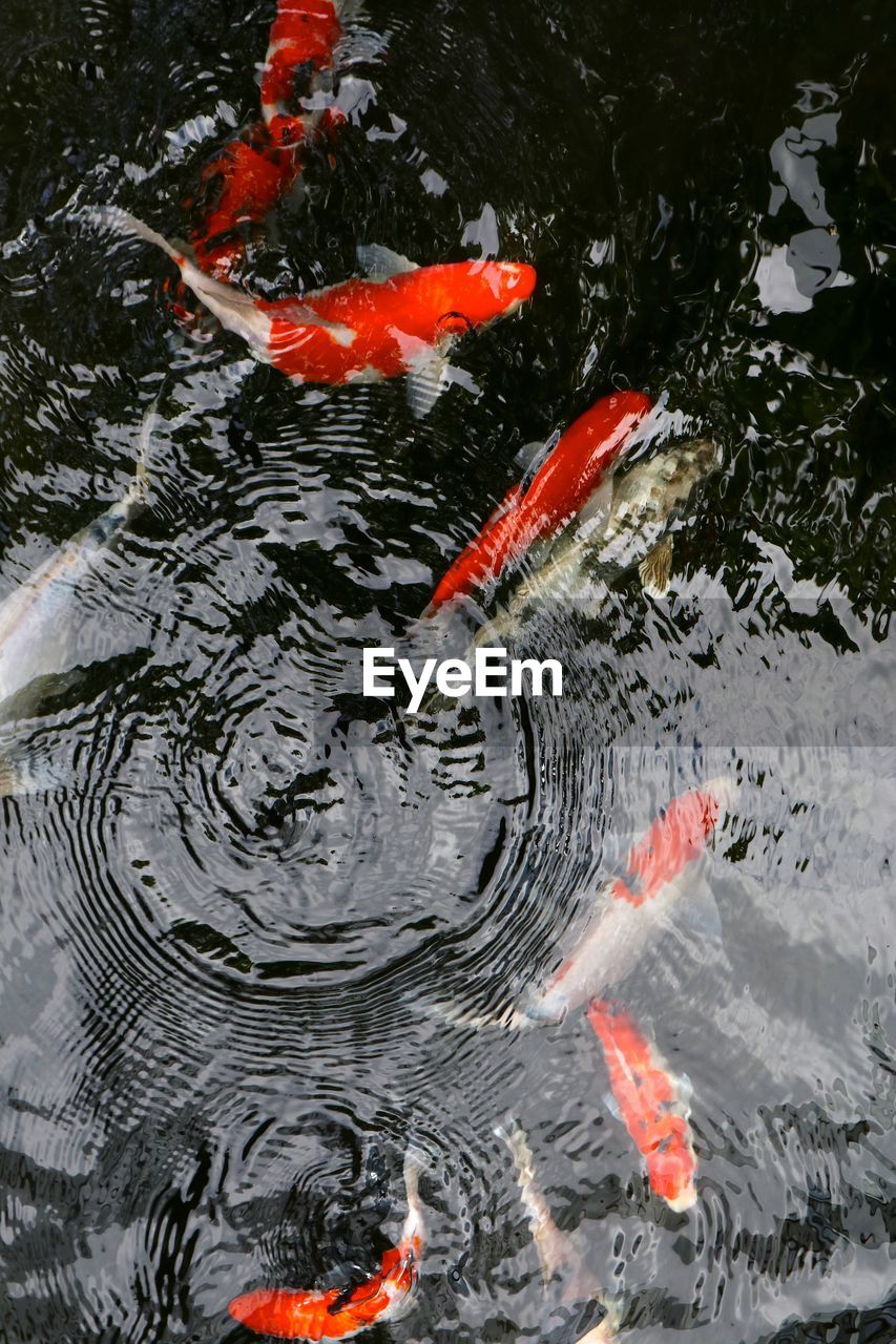 VIEW OF KOI SWIMMING IN WATER