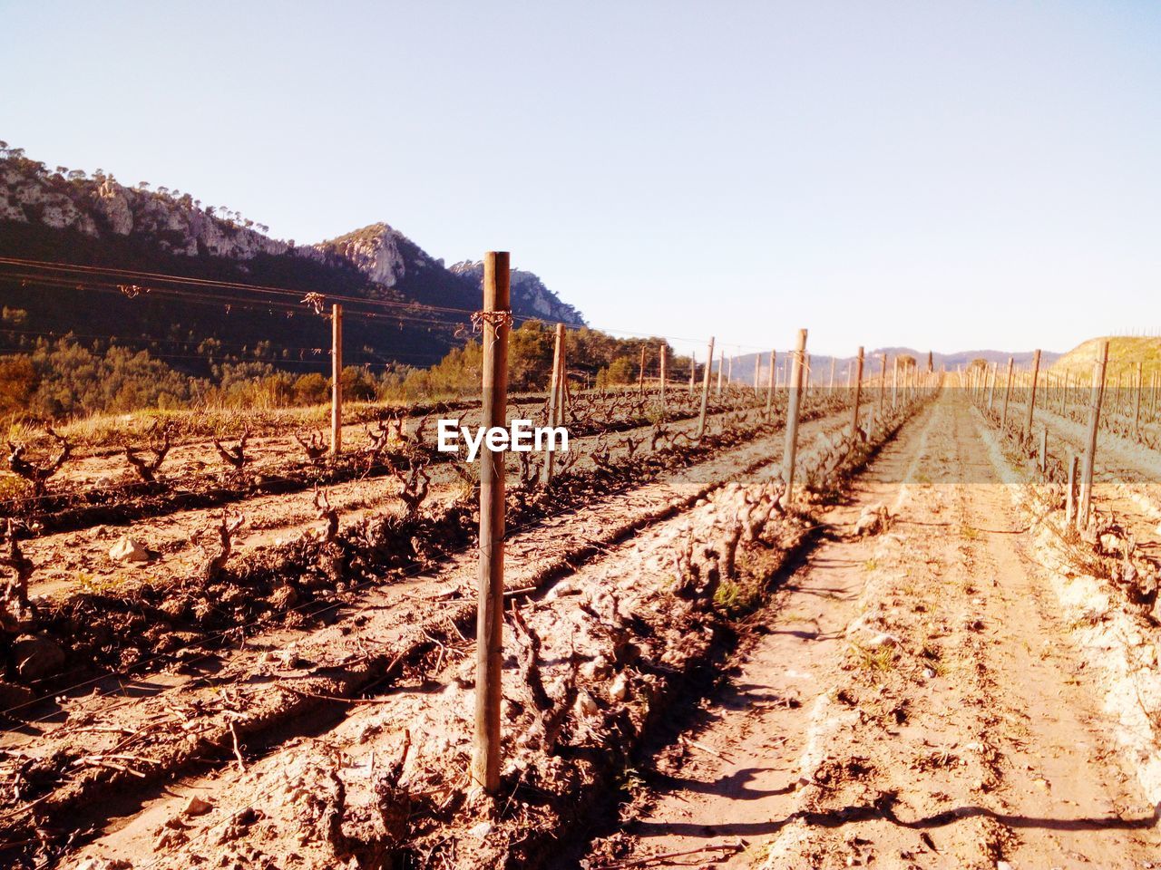 RAILROAD TRACK AMIDST AGRICULTURAL LANDSCAPE AGAINST CLEAR SKY