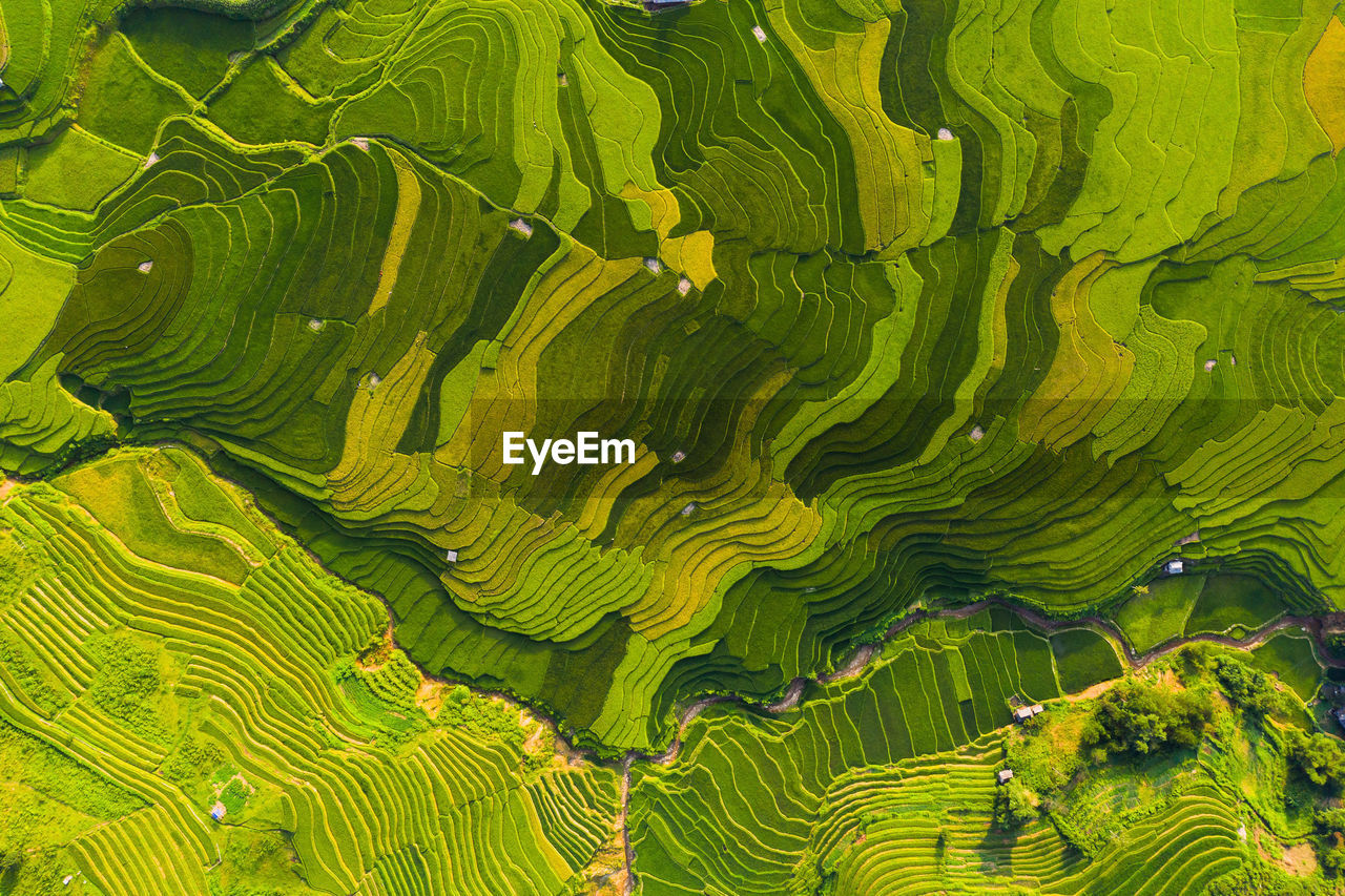 Full frame shot of terraced field