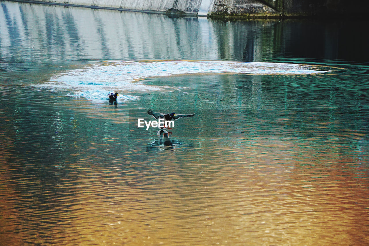 VIEW OF SEAGULLS IN LAKE