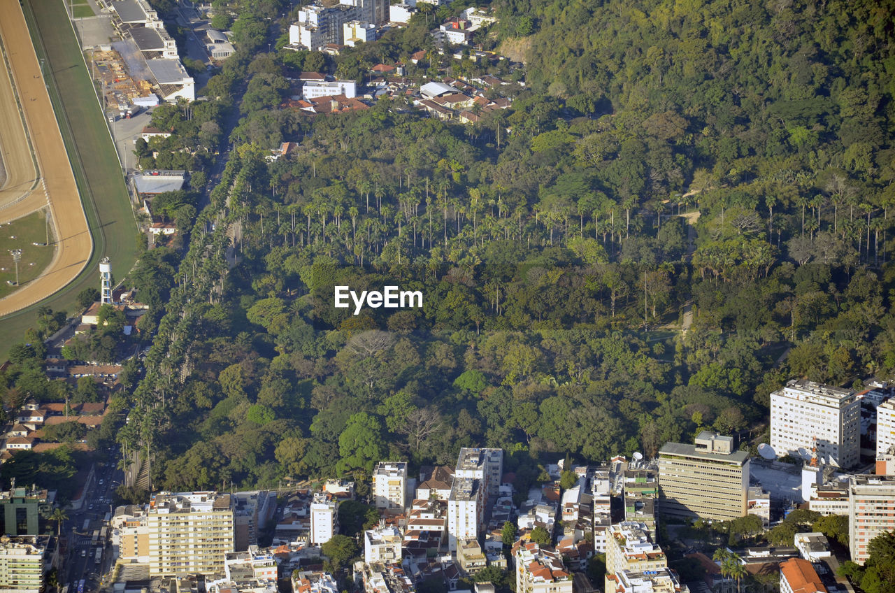 Aerial view of trees in city