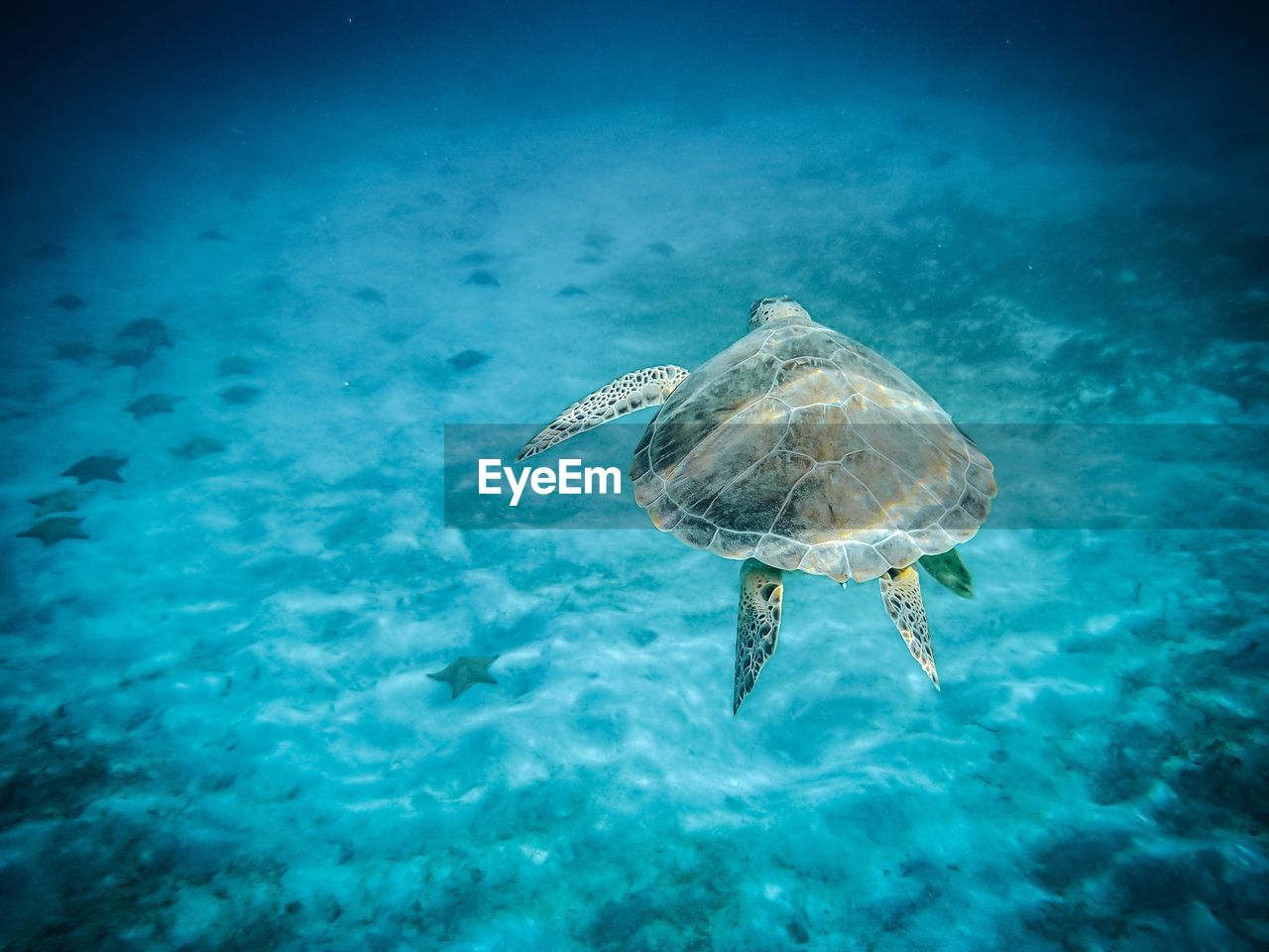 Sea turtle swimming over starfish with its left flipper out