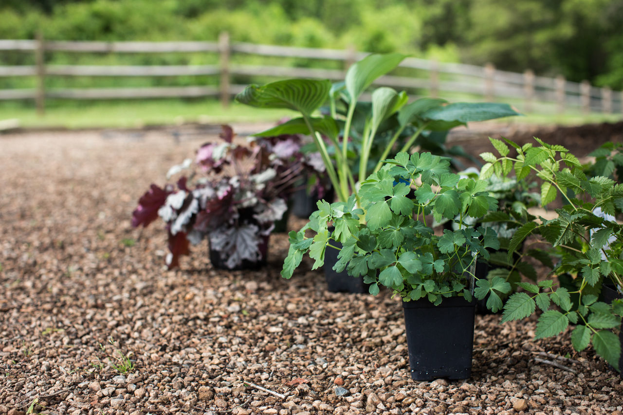 Close-up of potted plants at backyard