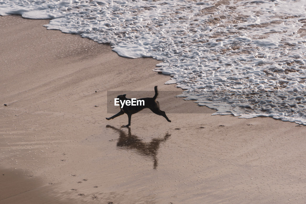land, beach, sand, animal, animal themes, dog, water, mammal, one animal, sea, nature, domestic animals, pet, day, motion, canine, no people, high angle view, animal wildlife, outdoors, beauty in nature, shore, full length, scenics - nature, wildlife, wave