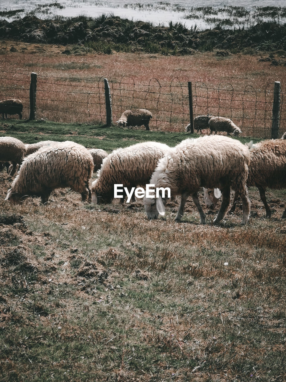 SHEEP IN A FIELD