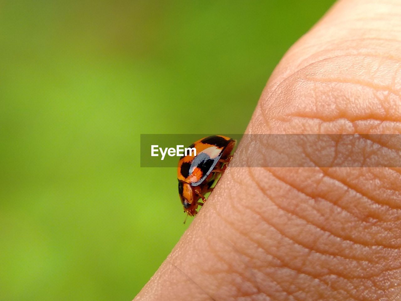 Close-up of ladybug on hand holding leaf