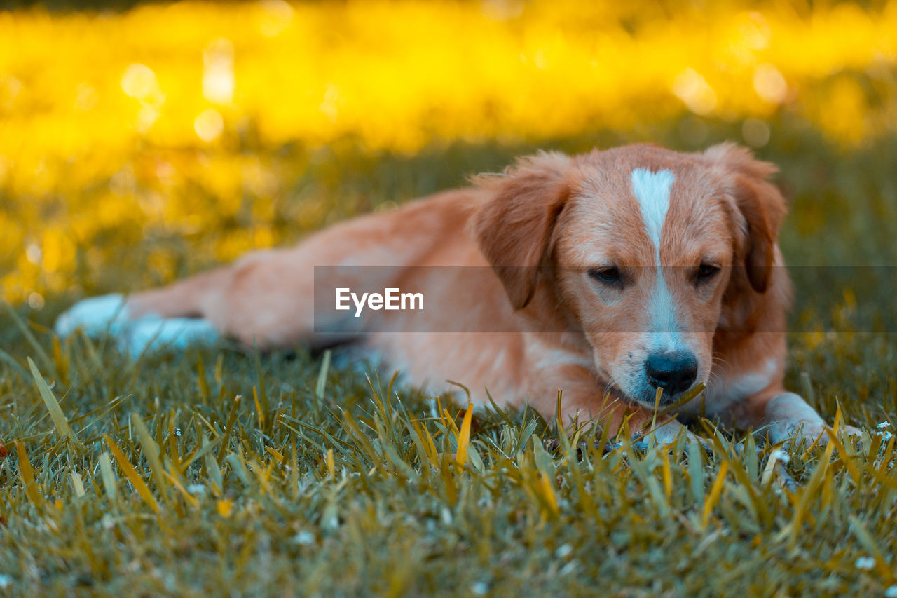 DOG RESTING ON GRASS