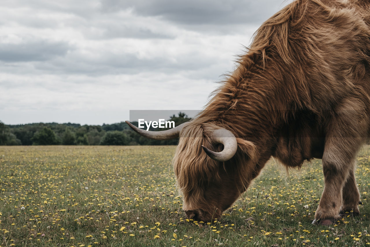 Close up of the highland cattle grazing in the new forest park in dorset,uk, in summer.