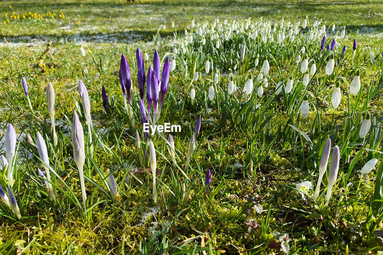 plant, growth, flower, beauty in nature, field, green, flowering plant, land, meadow, grass, nature, freshness, prairie, no people, day, wildflower, fragility, tranquility, grassland, outdoors, purple, sunlight, landscape, wetland, springtime, close-up, agriculture