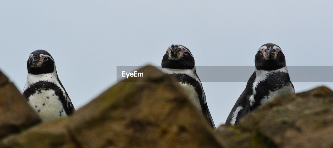 Low angle view of penguin perching against sky