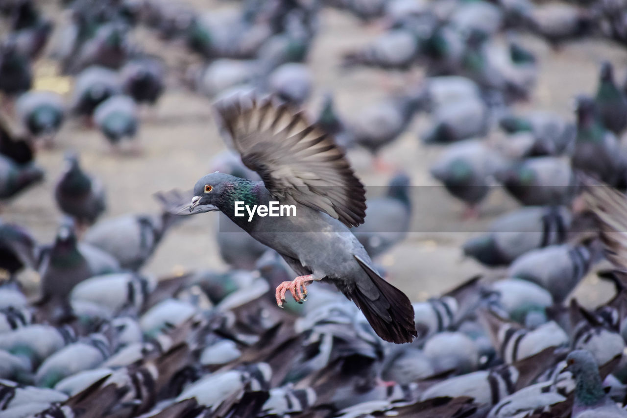 CLOSE-UP OF SEAGULL