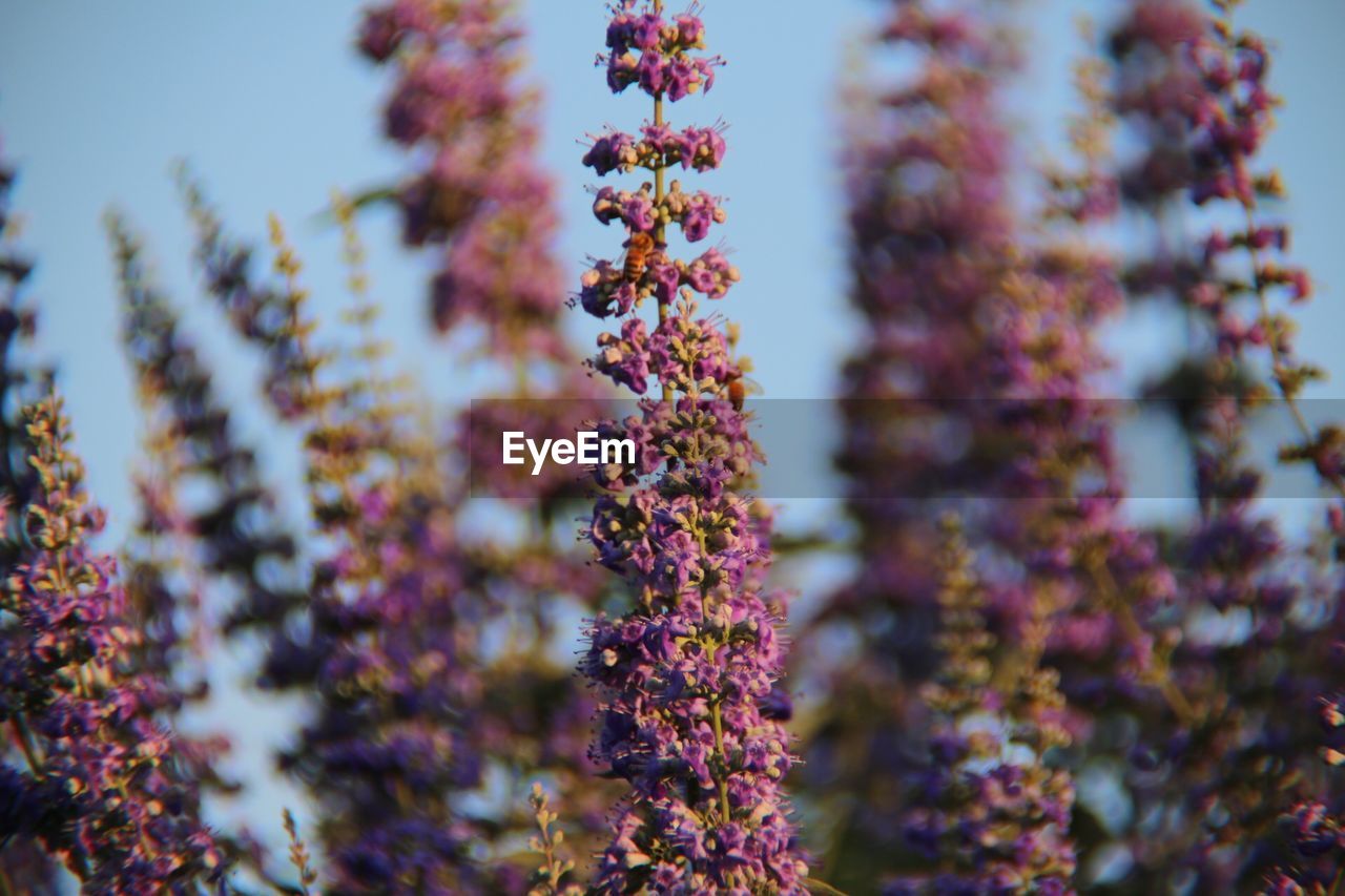 Close-up of purple flowering plants on field