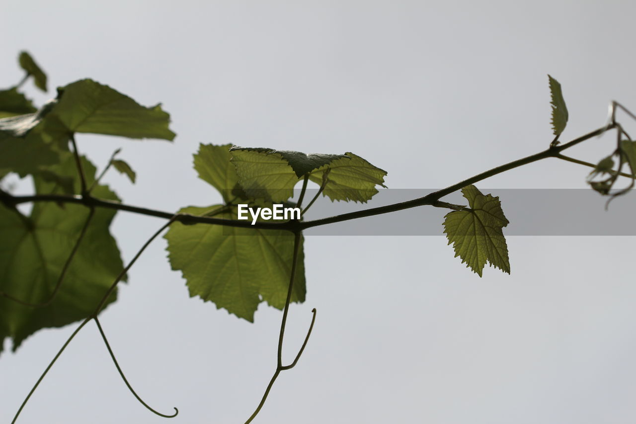 Close-up of leaves growing on plant against sky