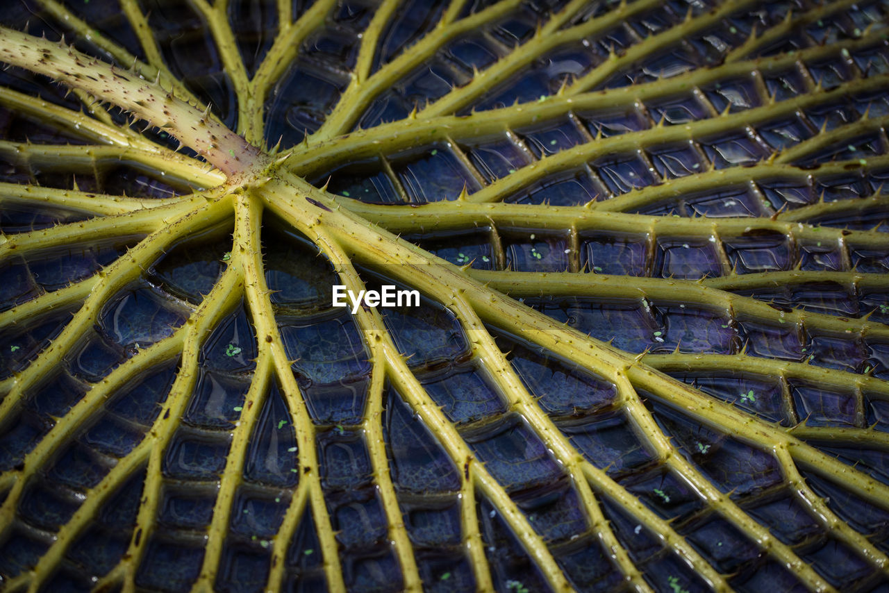 FULL FRAME SHOT OF PALM LEAVES