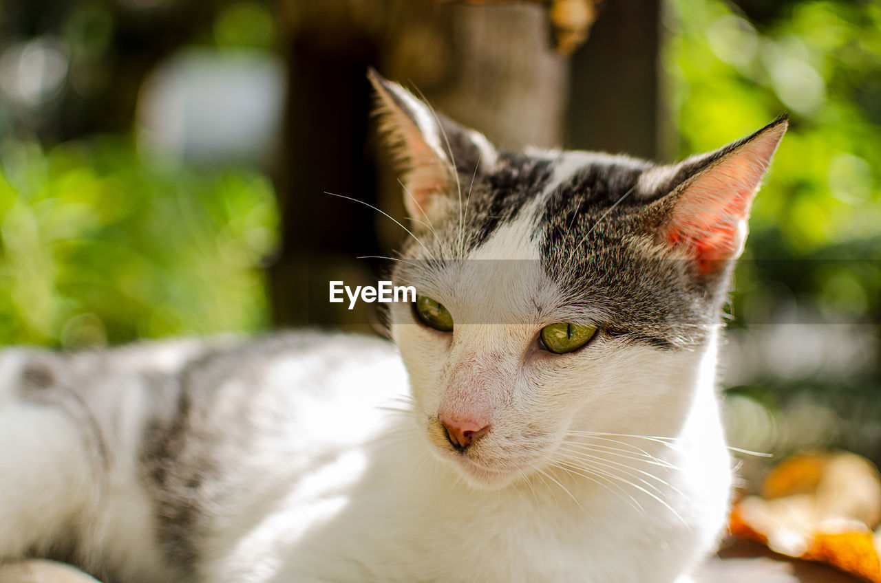 CLOSE-UP OF CAT LOOKING AWAY