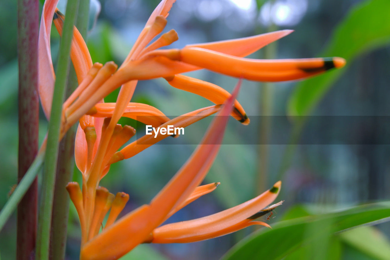 plant, flower, flowering plant, beauty in nature, growth, freshness, close-up, nature, petal, heliconia, orange color, macro photography, no people, tropical flower, fragility, yellow, flower head, inflorescence, botany, outdoors, plant stem, ornamental garden, garden, focus on foreground, day, tropical climate, plant part, green, blossom, bird of paradise - plant, vibrant color, selective focus, leaf, springtime