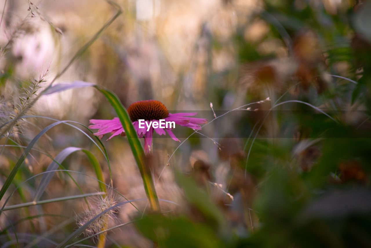 Close-up of pink flowering plants on field