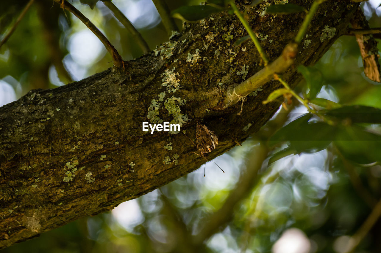 CLOSE-UP OF A TREE TRUNK