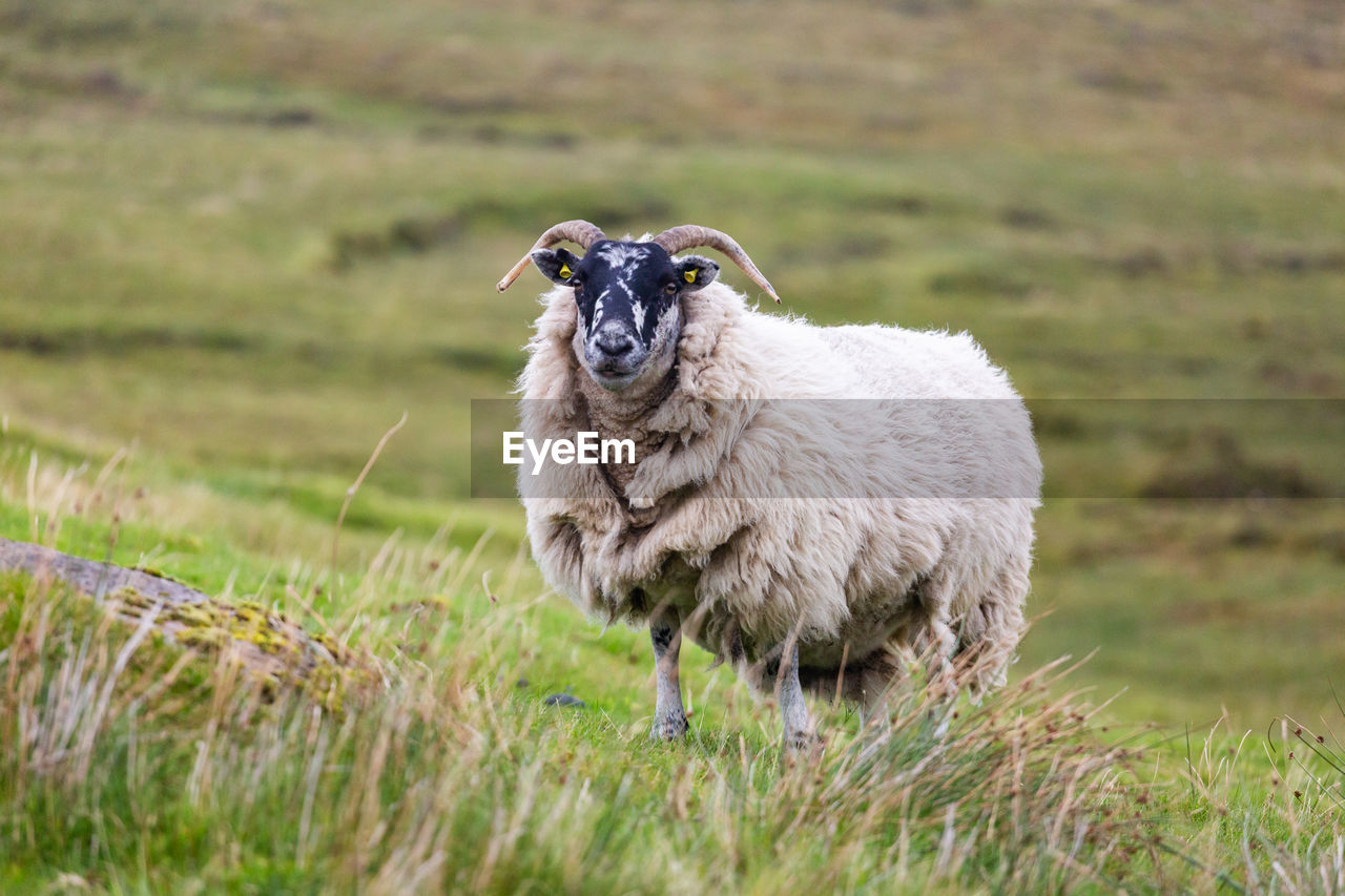 Portrait of sheep standing on grass