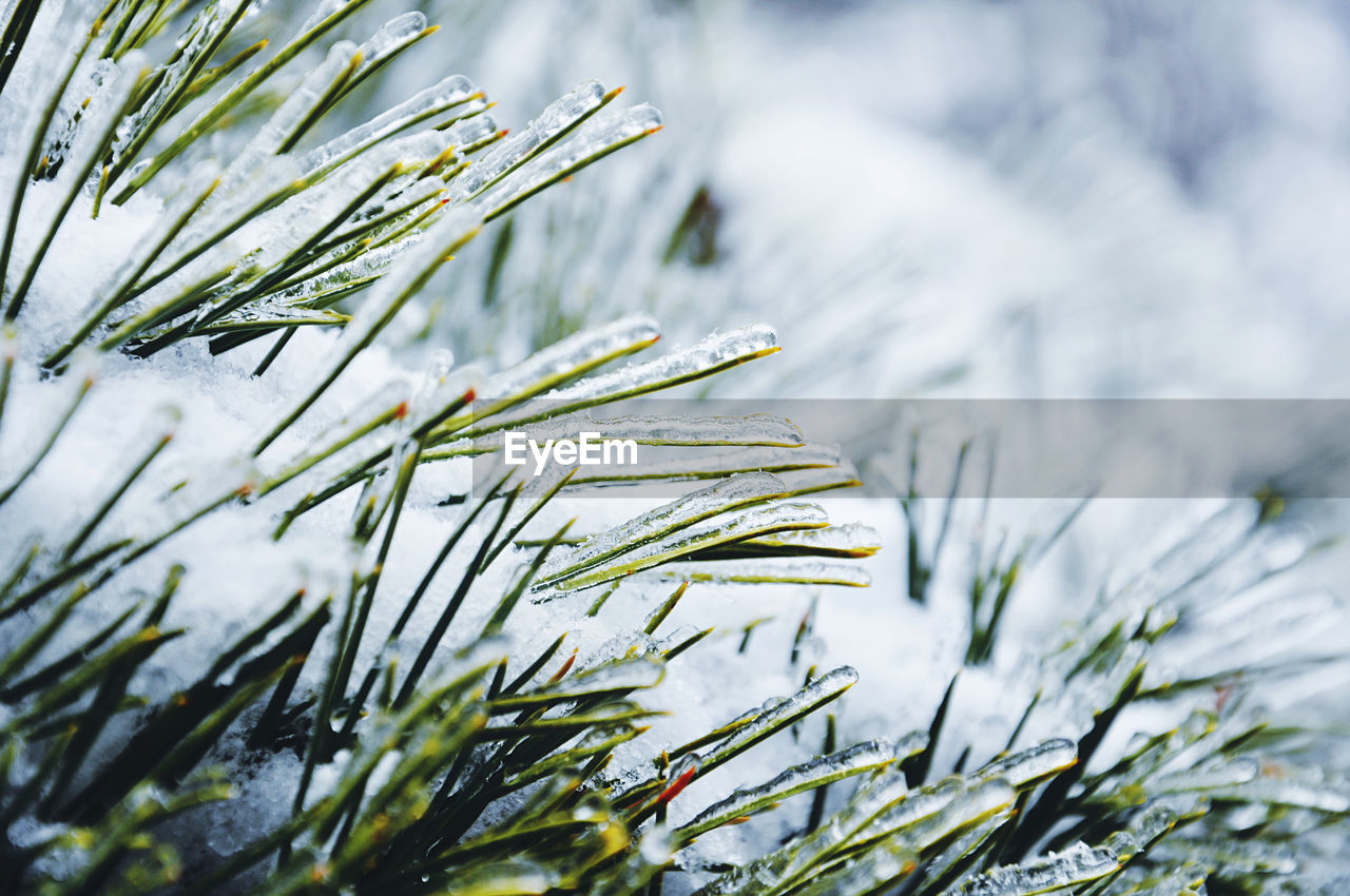 Close-up of frozen pine tree needles during winter