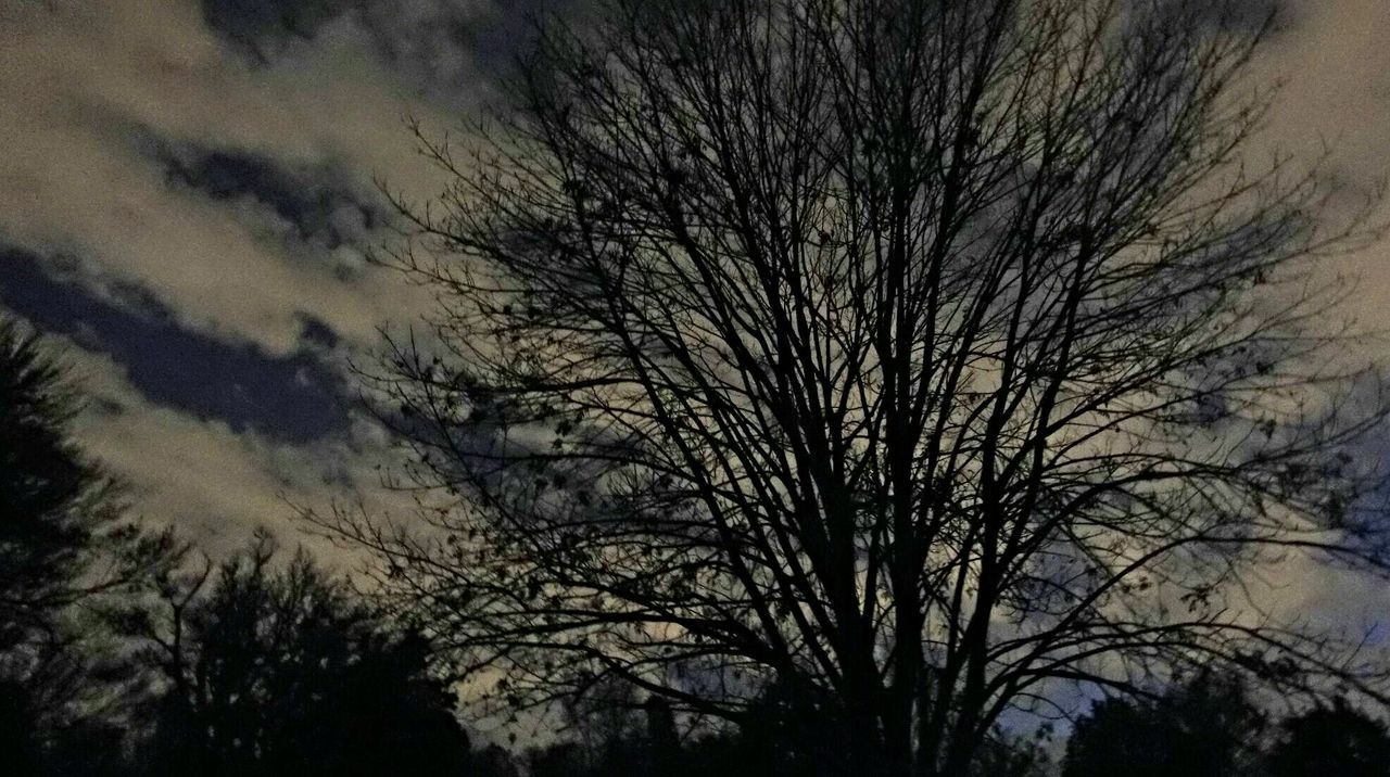 VIEW OF TREE AGAINST SKY