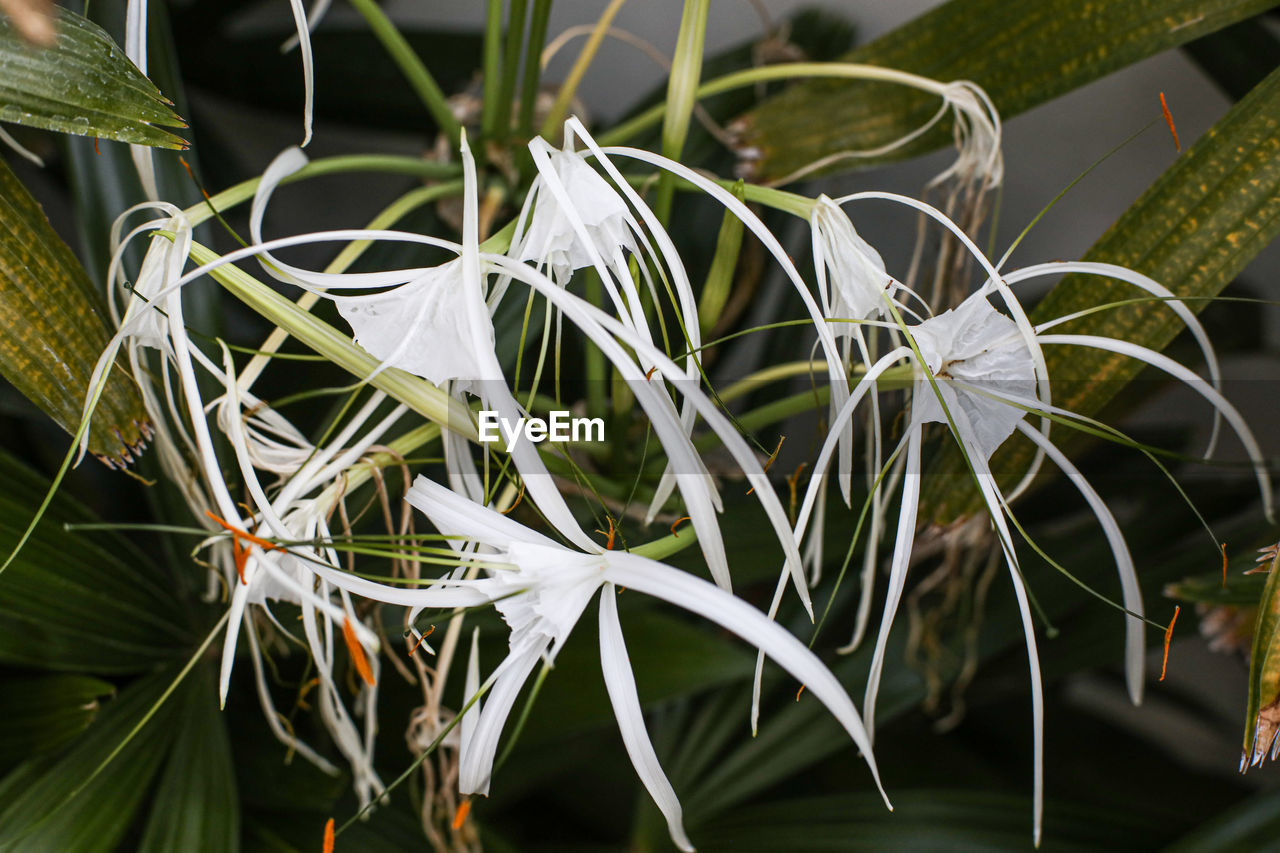 Close-up of white flowering plants