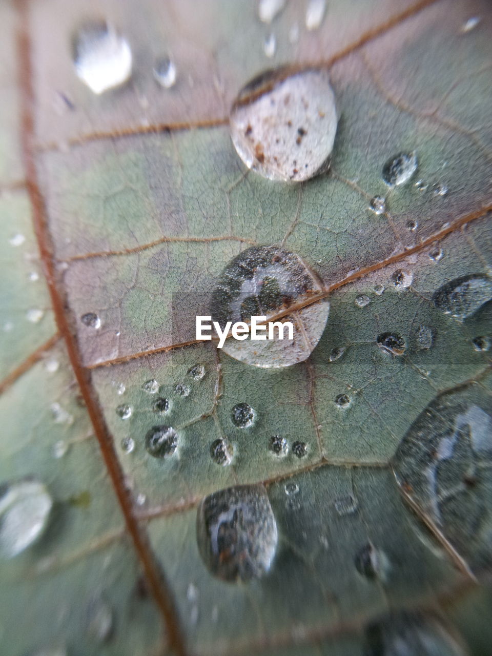 CLOSE-UP OF LEAVES ON WATER