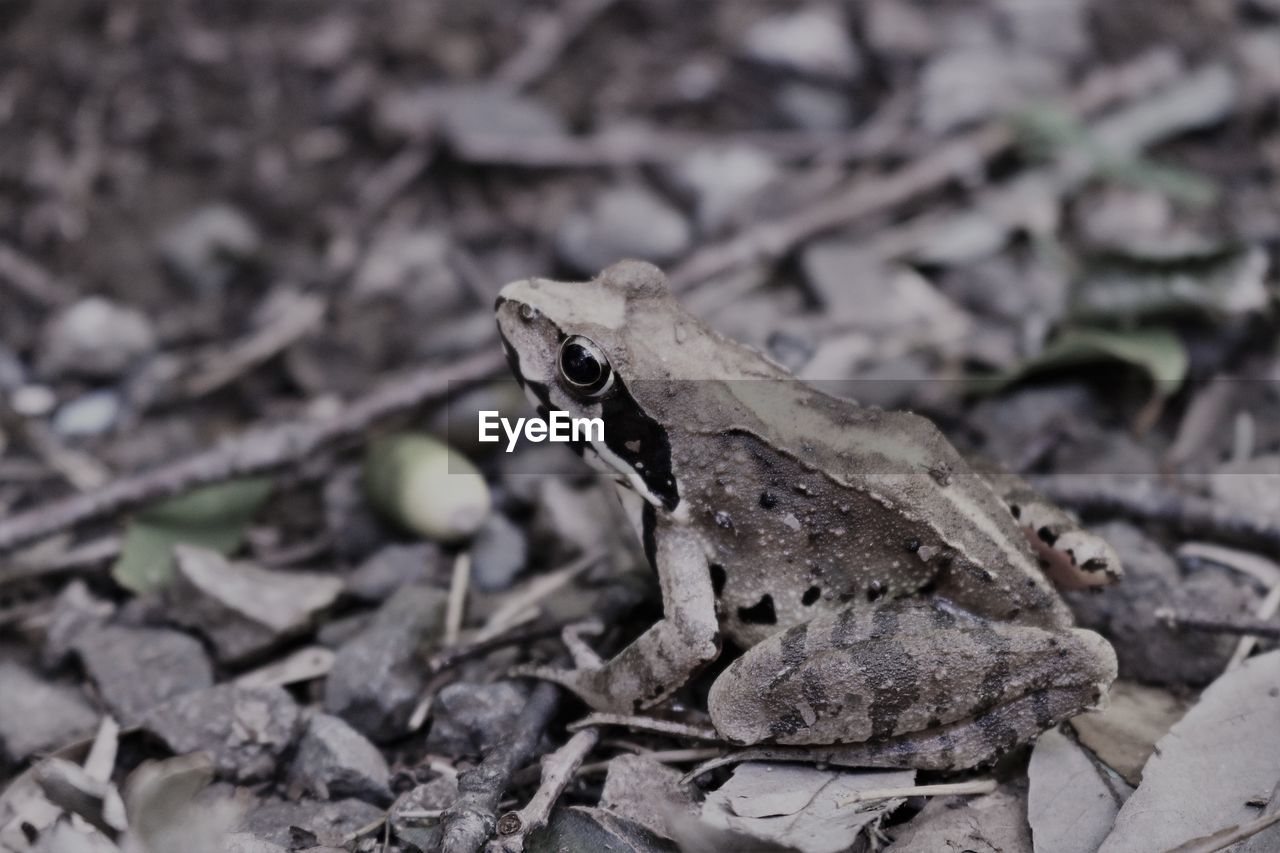 CLOSE UP OF LIZARD