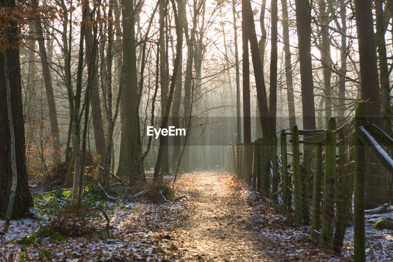 Footpath amidst trees in forest