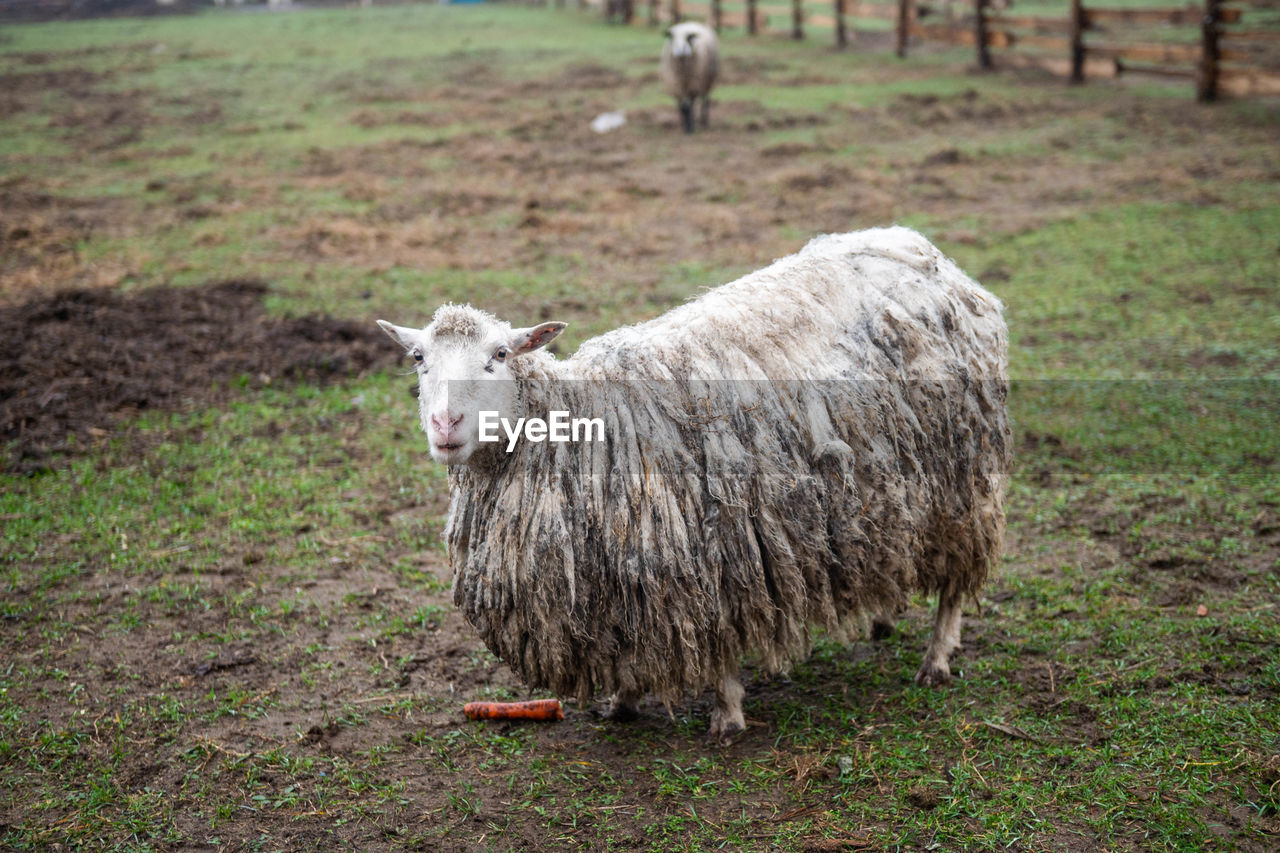 A white hornless heather sheep stands dirty in the field