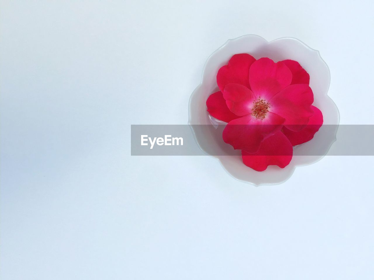 CLOSE-UP OF RED FLOWERS OVER WHITE BACKGROUND