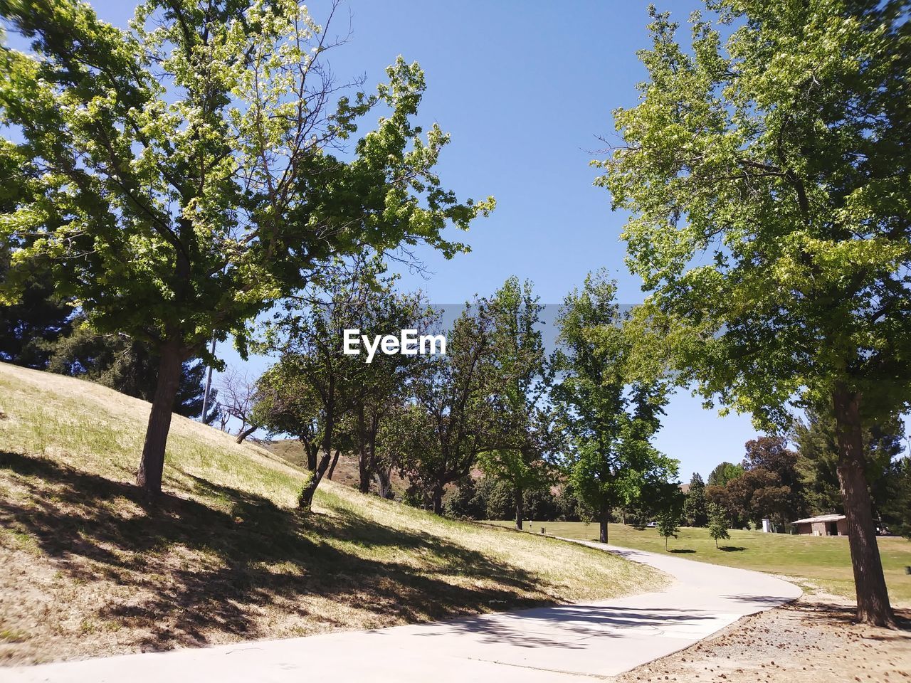 Road amidst trees against clear sky