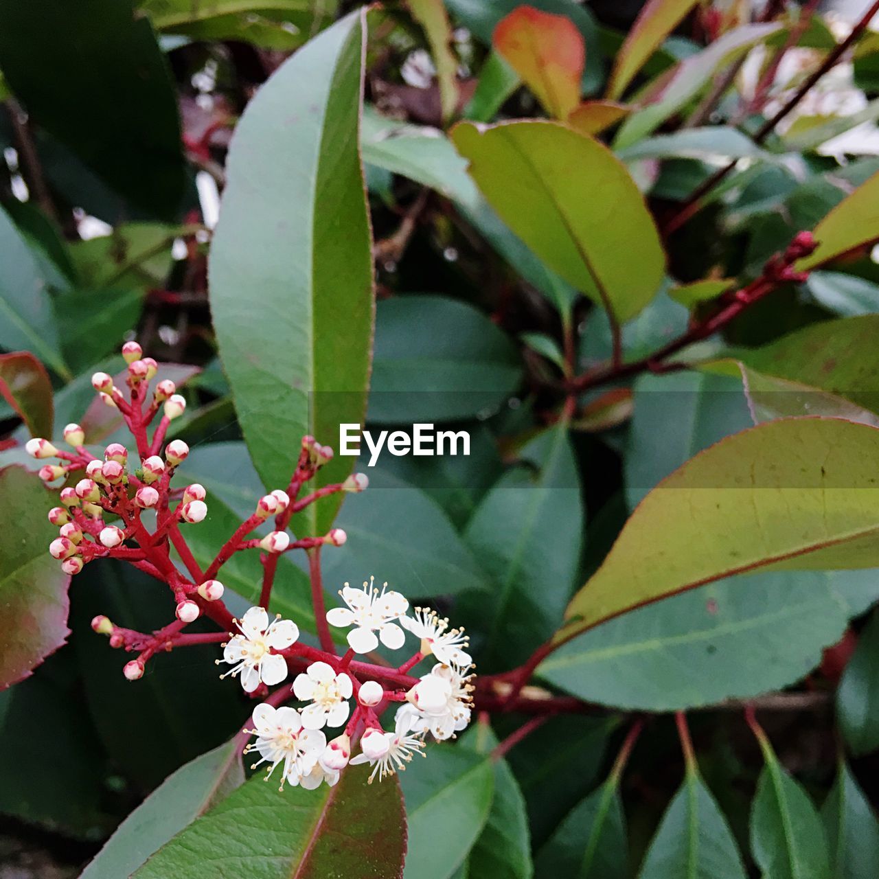 CLOSE-UP OF FRESH PLANT