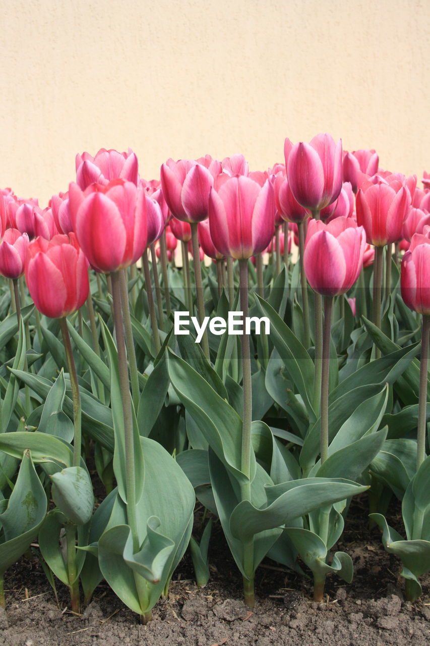 CLOSE-UP OF FLOWERS