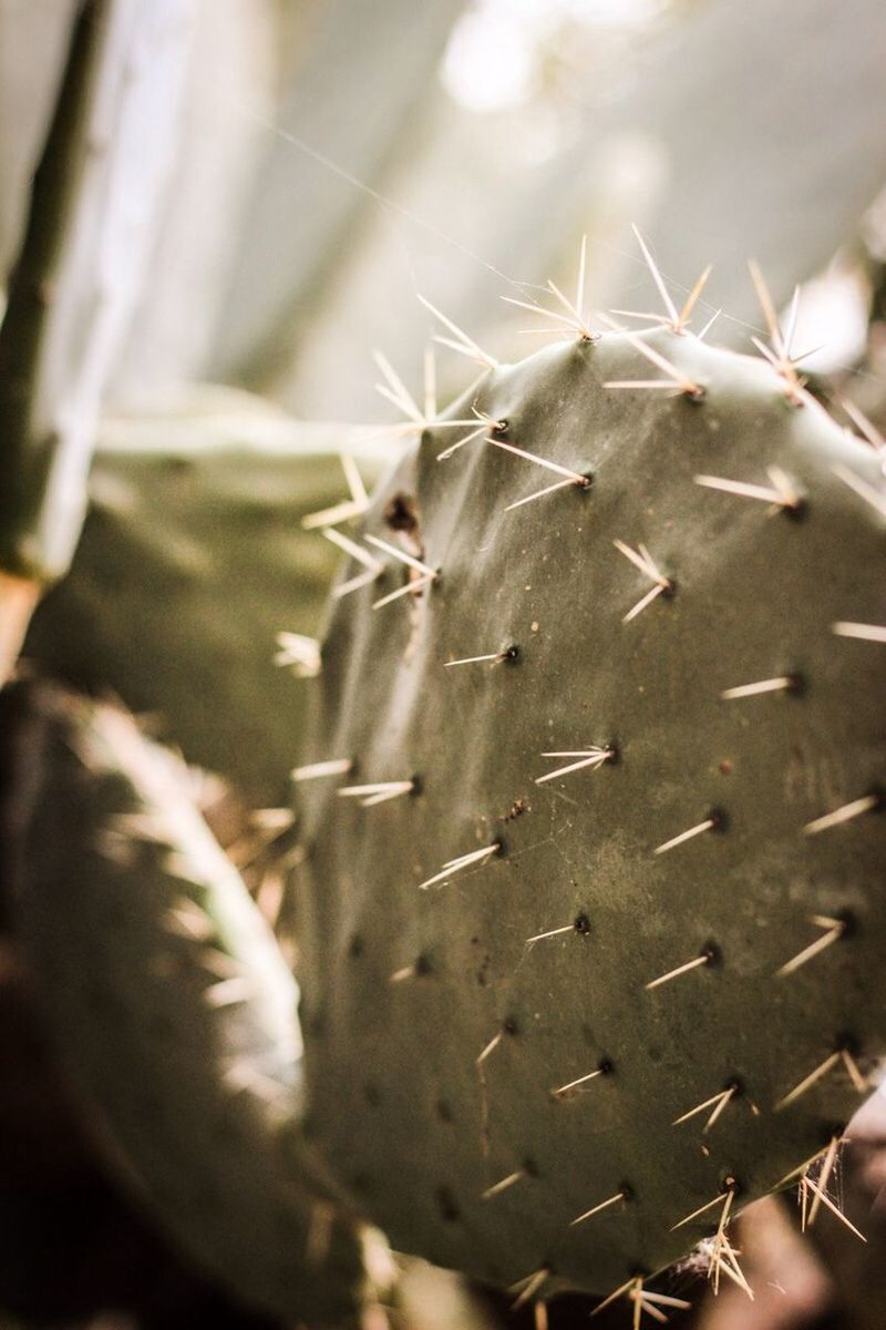 CLOSE-UP OF PLANT AGAINST BLURRED BACKGROUND