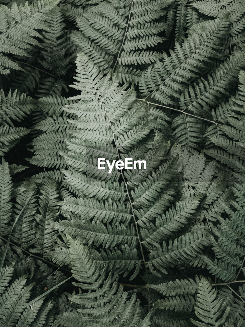 HIGH ANGLE VIEW OF FERN LEAVES ON TREE