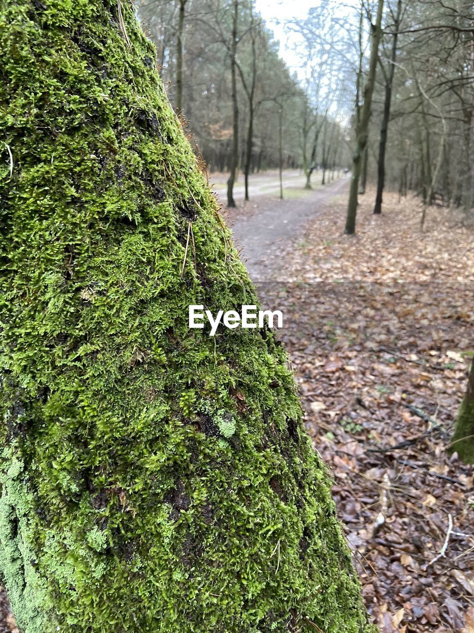 TREES GROWING IN FOREST