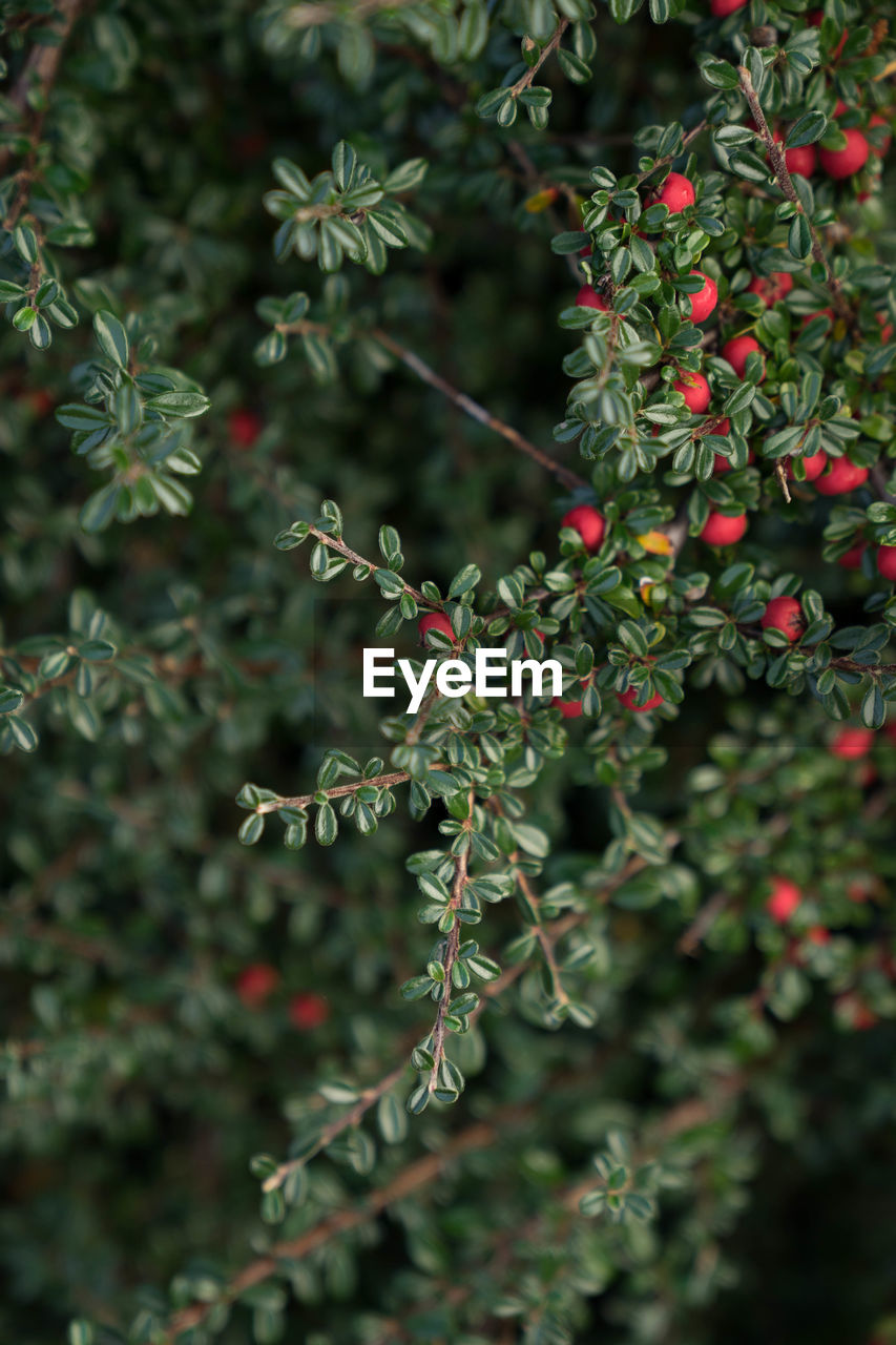 CLOSE-UP OF FRESH PLANT WITH TREE