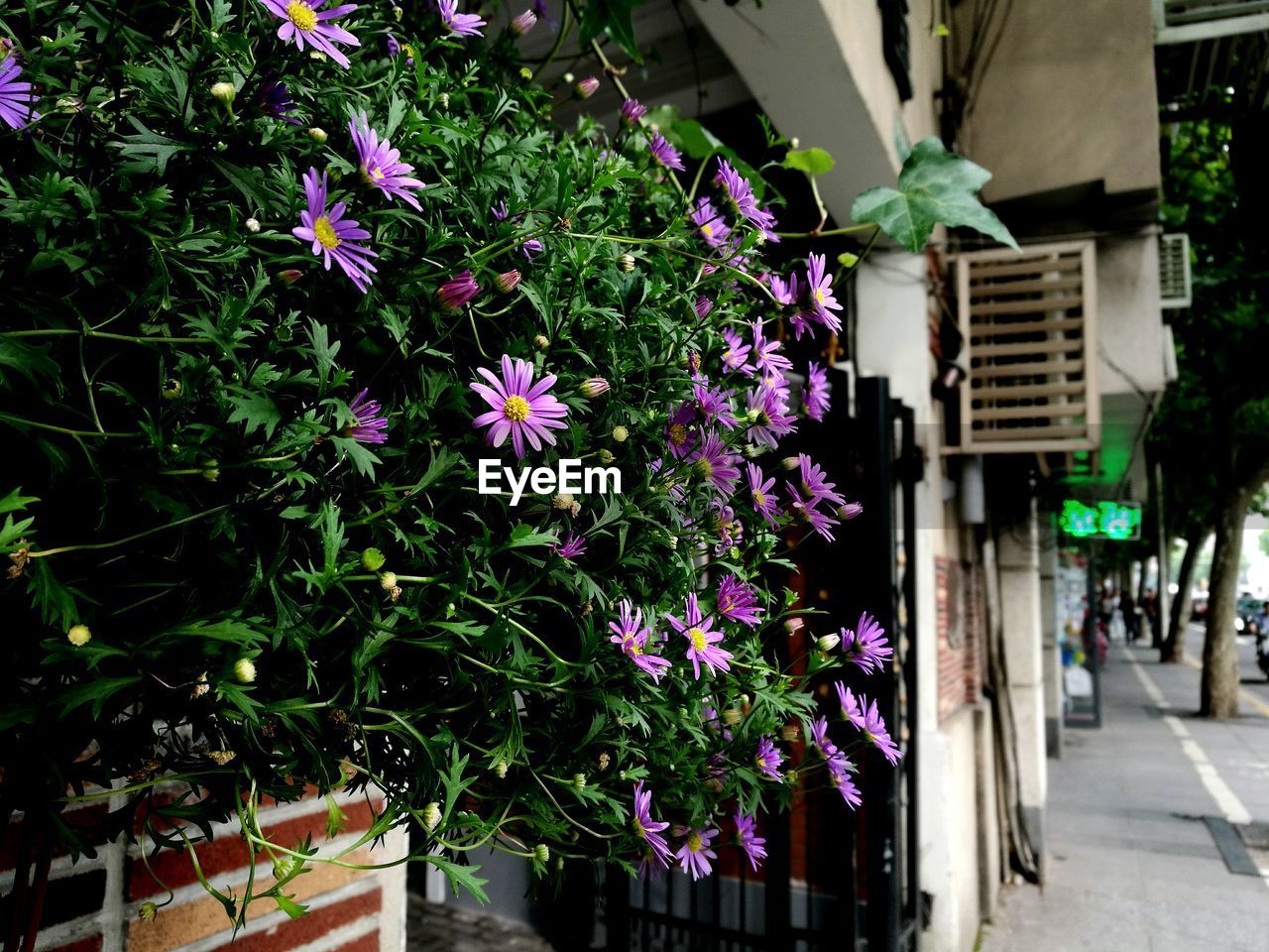 Plants growing on a wall