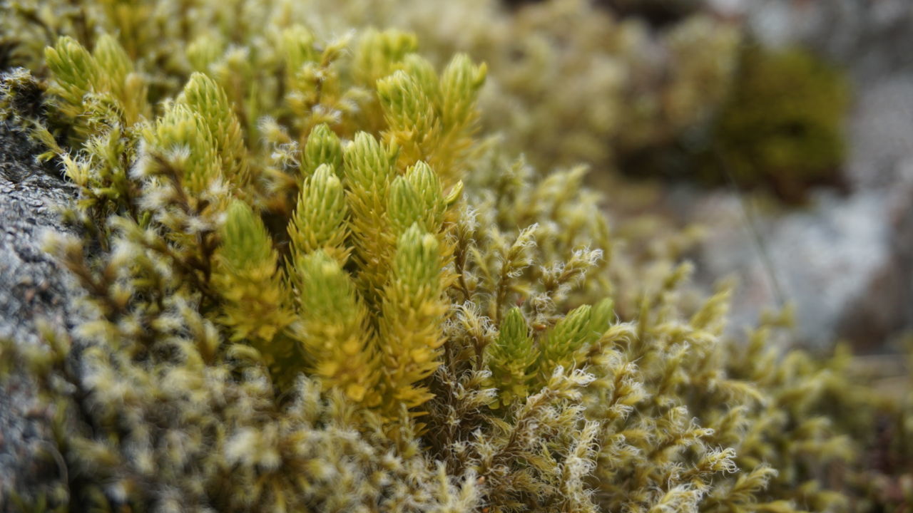 Close-up of plants