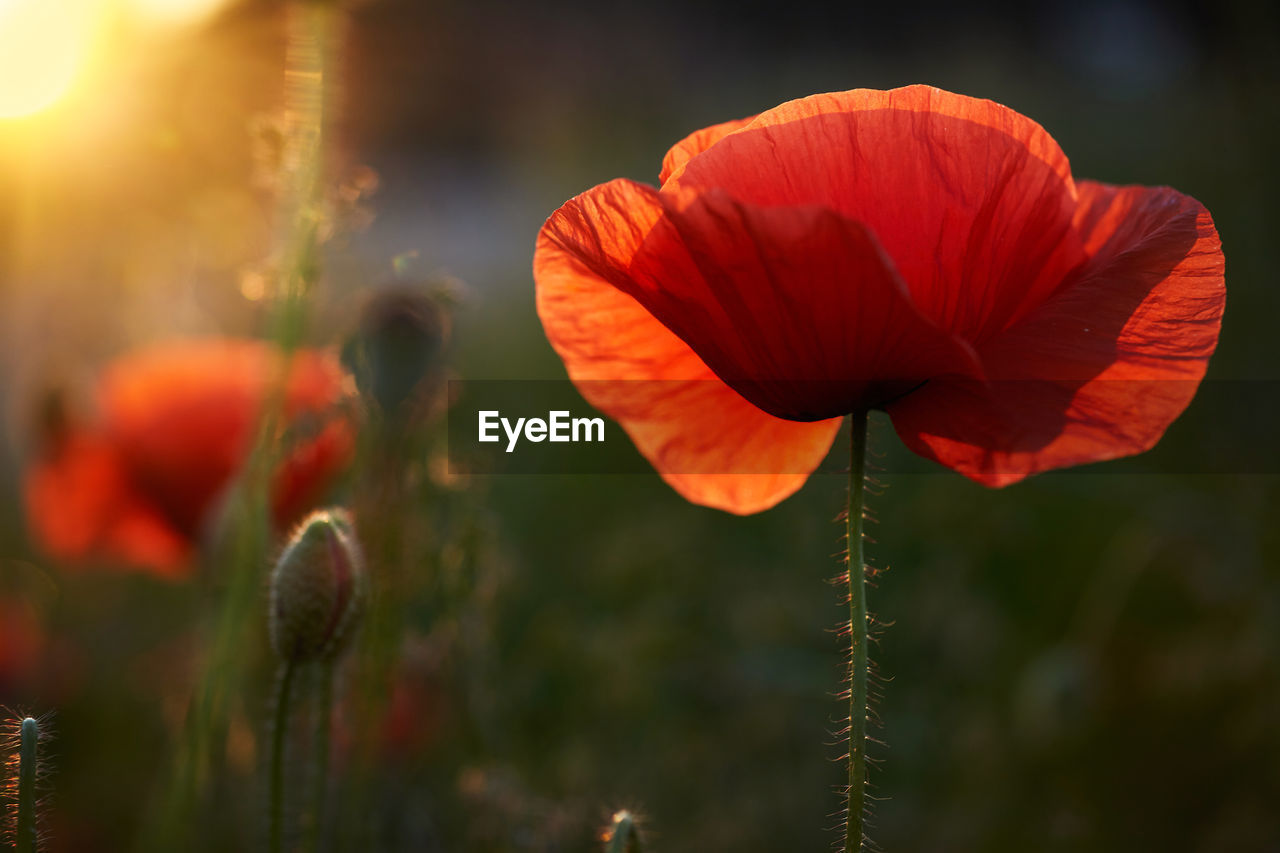 CLOSE-UP OF ORANGE POPPY FLOWER