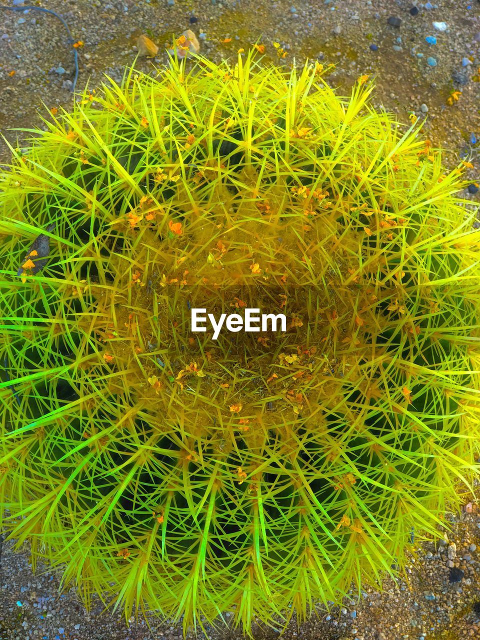 CLOSE-UP OF FRESH CACTUS PLANT